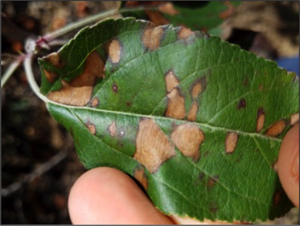 Glomerella leaf spot symptoms 1